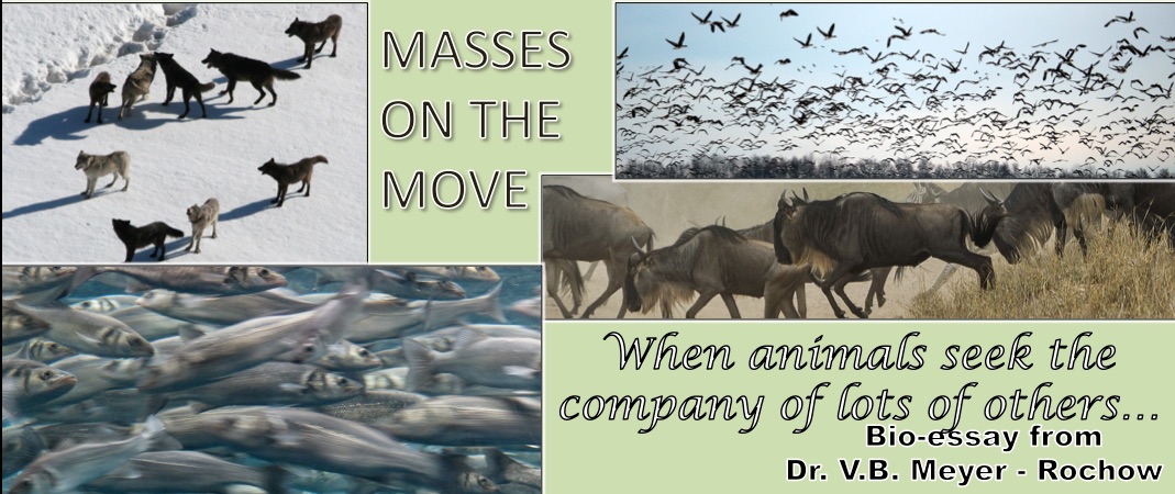 masses swarm migration biology move