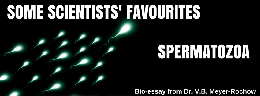 zoology biology benno meyer rochow science blog spermatozoa