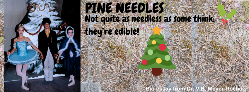 biology zoology blog benno meyer rochow Pine needles
